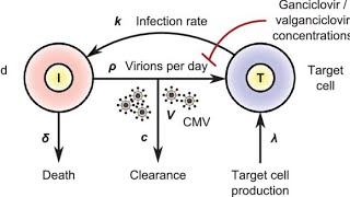 Pharmacology of Valganciclovir  Clinical uses Mechanism of action Side effects [upl. by Nachison]