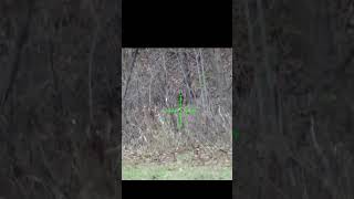 Deer Hunting 223 AR15 Rifle Head Shot [upl. by Mervin]