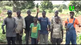 AYEKOO How To Start Lucrative Plantain Farming In Ghana [upl. by Yrnehnhoj963]