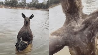 Martial Artist Punches 7foot Kangaroo that was drowning his dog [upl. by Rodd]