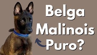 Como Identificar un Pastor Belga Malinois Original Cachorro 100 Puro [upl. by Eryt404]