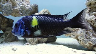 Tropheus Duboisi Cichlid adult male Lake Tanganyika [upl. by Amethist]