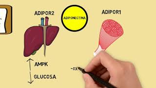 Tejido adiposo como órgano endocrino [upl. by Herb]