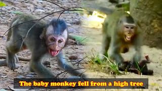 The poor baby monkey fell from a tall tree it became scared and dizzy [upl. by Weisler684]