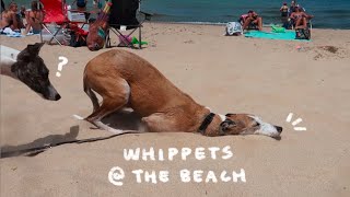 Whippets at the Beach ☀ Indiana Dunes [upl. by Aleakam28]