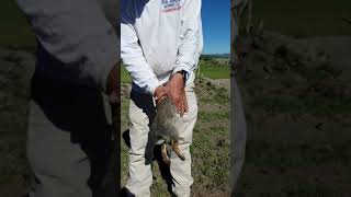 How to Skin a Rabbit Texas Style in 60 Seconds with your Bare Hands [upl. by Noloc]