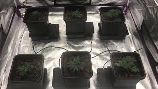 Autopot grow video 1 [upl. by Wesa]