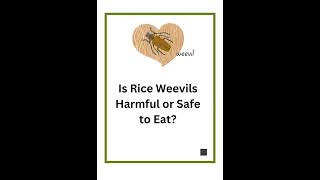 Is Rice Weevils Harmful or Safe to Eat [upl. by Burger]