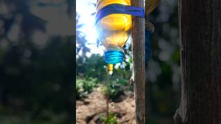 Drip water irrigation by water bottle💧🌱shortsirrigationpseudomonasselfwatering [upl. by Eveline]