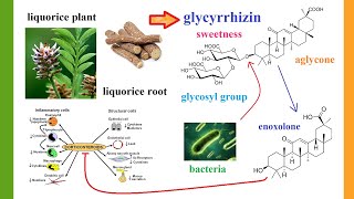 glycyrrhizinate [upl. by Runck397]