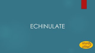 Echinulate Meaning [upl. by Hartmunn]