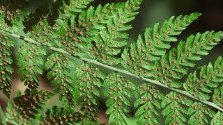 spiny wood fern  Dryopteris expansa Identification and characteristics [upl. by Aicilat]