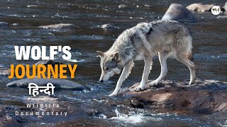 A Wolfs Journey  हिन्दी डॉक्यूमेंट्री  Wildlife documentary in Hindi [upl. by Ummersen]