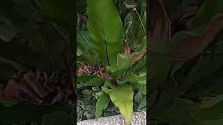 BIRDS NEST FERN lenlineofwvlog0601 [upl. by Charla]