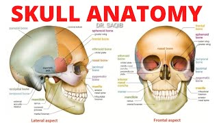 Skull Anatomy  Bones of Skull [upl. by Harad]