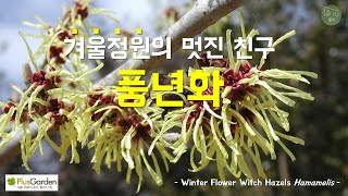 겨울정원의 멋진 친구 풍년화 Winter Flower Witch Hazels Hamamelis [upl. by Tippets]