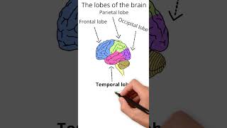 The lobes of the brain  Neuroscience [upl. by Keiryt]