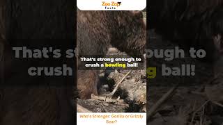 Who’s Stronger Gorilla or Grizzly Bear gorilla bear animals wildlife viralshorts strong [upl. by Enirak]