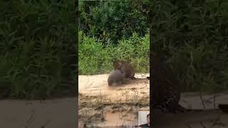 Quando onça pega capivara destraida não escapa [upl. by Bessy263]