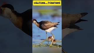 Natures Cuteness A Combcrested Jacana Chicks  Cute Family 🐦🐦 [upl. by Ativahs737]