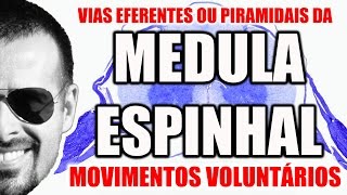 Medula Espinal Vias Eferentes Descendentes ou Piramidais  Sistema Nervoso  VideoAula 093 [upl. by Amikan]