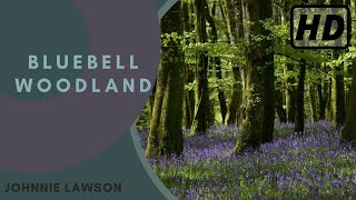 Forest Birdsong Nature Sounds  Bluebell Woodland  HD 1 Hour Birdsong Version Studying Series Ep7 [upl. by Mooney]