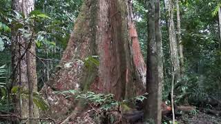 Canto do Cricrió Árvores centenárias floresta amazônica Manaus Castanheira Angelim pedra [upl. by Lerad202]