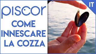 Come innescare la cozza per la pesca in mare [upl. by Barmen]