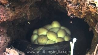 Python eggs hatch at Manas National Park Assam [upl. by Loella188]