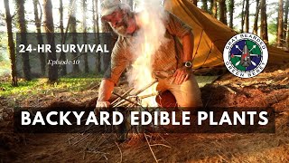 Easy to Identify Backyard Edibles for Survival 24 Hour Survival Ch 10  Gray Bearded Green Beret [upl. by Hurty627]