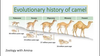 Evolutionary history of camel  ZoologywithAmina [upl. by Nerb500]