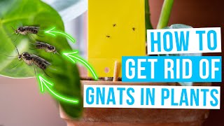 How to GET RID OF GNATS in plants [upl. by Maidel]