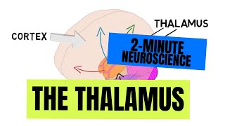 2Minute Neuroscience The Thalamus [upl. by Yoshi430]