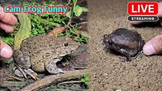 Funny frog catching for fun [upl. by Ainar]