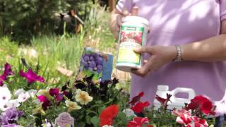 How to Fertilize Petunias  Grow Guru [upl. by Eilsehc]