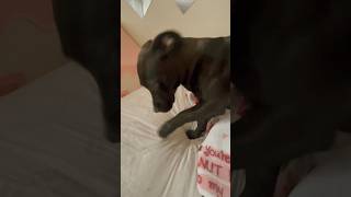 Adorable Pitador Puppy Digs to China puppy puppies cutepuppy [upl. by Arriec]