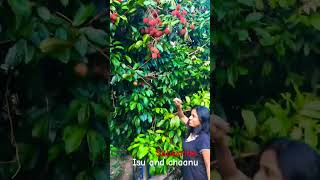 Lande ළ⁣දේ  Roshan Fernando New Song ytshorts short trending Song Tiktok shortvideo [upl. by Oinotnas]