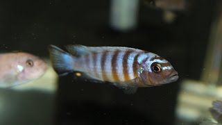 My Metriaclima sp quotzebra long pelvicquot Mdoka and Labeotropheus Trewavasae Chilumba [upl. by Odlareg]