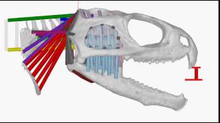 Tuatara biomechanical model [upl. by Ackerman368]