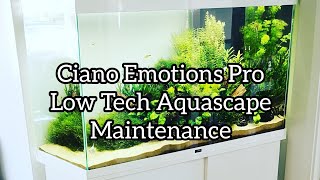 Ciano Emotions Pro Low Tech Aquascape Maintenance [upl. by Darian783]