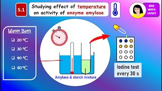 SPM BIOLOGY FORM 4 C5 ENZYME EXPERIMENT To study effect of temperature on amylase activity PAPER 3 [upl. by Schofield]