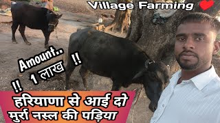 हरियाणा से लाई दो मुर्रा नस्ल की पाडी Amount 1 लाख रुपए  villagefarminindia tophfcow👌 [upl. by Leone569]