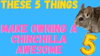 Owning A Chinchilla As A Pet My 5 Favorite Things About Having A Chinchilla [upl. by Hairahcez622]