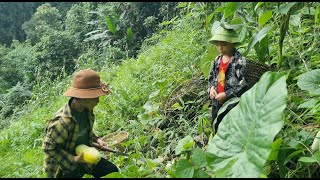 Cut jackfruit to eat crack corn pick melons to bring home [upl. by Yrreg]