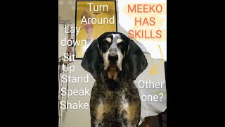 Meeko The Bluetick Coonhound Showing that Patience Pays dogs [upl. by Attayek]