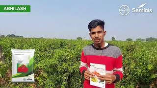 Bayer Seminis Abhilash  Tomato Seed  Farmer Testimonial [upl. by Shaun]