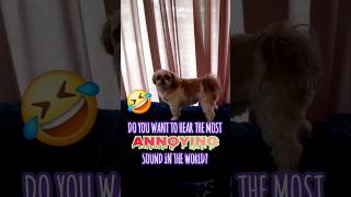 The most ANNOYING SOUND known to man How does she do that dog shihtzu loud puppy funny [upl. by Ful]