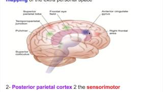 Neglect disorderHemineglect disorderHEMIAGNOSIA [upl. by Leirej]