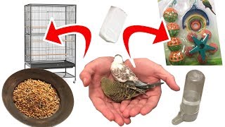 Getting your First Budgie What do you need  Step 1 [upl. by Ettenuj]