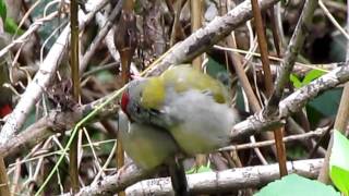 Redbrowed finch or Firetail [upl. by Huntley]